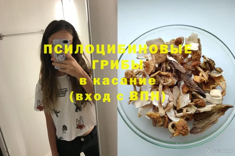 Псилоцибиновые грибы Psilocybe  как найти закладки  Вязники 